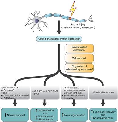 Chaperone Proteins in the Central Nervous System and Peripheral Nervous System after Nerve Injury